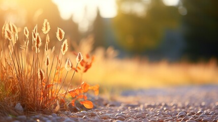 Autumn meadow with dry grass and sunbeams. Nature background