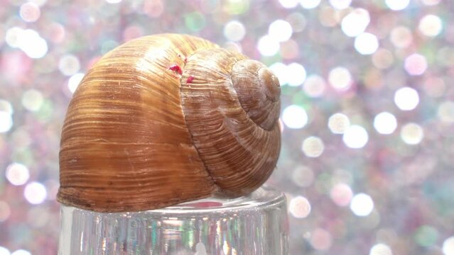 Empty snail shell on a glass rotating