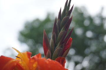 Blumen und Pflanzen in verschiedenen Farben und Formen