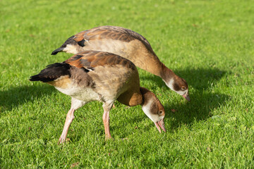 Two Egyptian goose (Alopochen aegyptiaca) goslings graze on a green lawn