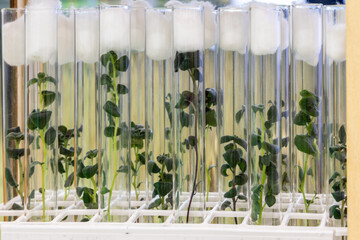 Potato meristem in vitro. Sprouts of an agricultural plant grown in vitro. - obrazy, fototapety, plakaty
