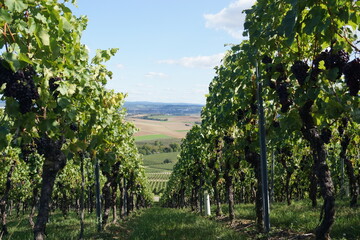 Weinberge und Weintrauben für Rot und Weisweine vor der Weinlese