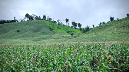 Fototapeta na wymiar Corn field on hill in Thailand, beautiful landscapes.