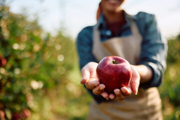 Close up of woman holding ripe apple in hands during autumn harvest.