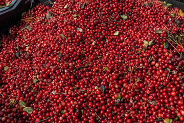 Lingonberries are sold in boxes at the market