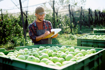 Happy worker writes on clipboard while examining crates of apple fruit in orchard.