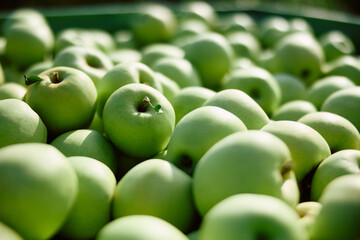 Close up of freshly picked organic apples in crate.