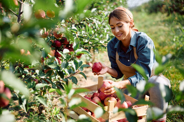Young smiling woman picking apples in orchard.
