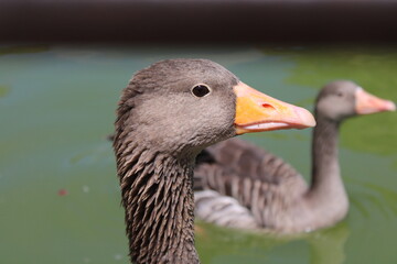 ganso, perfil de empresa, perfil, disimular, cara de póquer, gansear, embelesado, encantado, fondo pantalla, fondo escritorio, foto de perfil