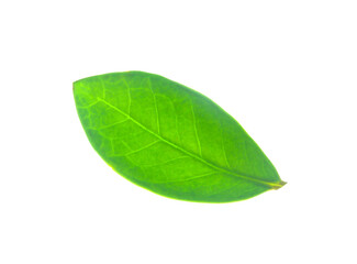 Light green leaves from the Zanzibar Gem tree.