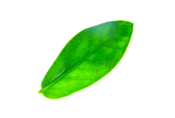 Light green leaves from the Zanzibar Gem tree. - 656918065