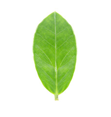 Fototapeta premium Light green leaves from the Zanzibar Gem tree.