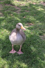 ganso, indeciso, inseguro, pensar, reflexivo, curiosear, curioso, acercarse, obsevador