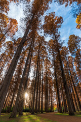 東京都葛飾区　秋の水元公園と紅葉したメタセコイア