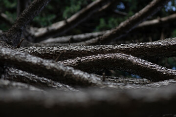Abstract nature scene in the woods
