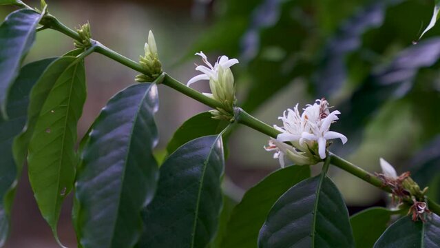 Close up of blooming coffee plant with shallow depth of field, coffea robusta