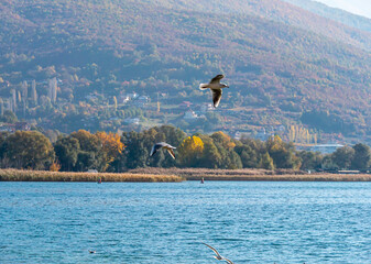 gulls fly over lake Ohrid