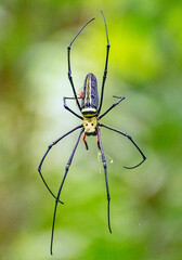 Giant Wood Spider in its natural habitat. Assam, India.