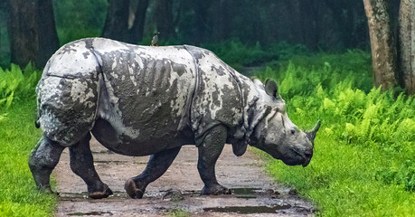 Rhino crossing the road in Kaziranga National park.