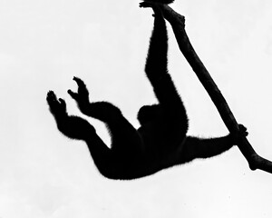 Western hoolock gibbon (Male) in action, silhouette image.