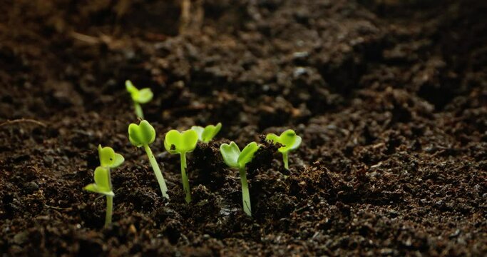 Beautiful Timelapse of Seed Germination in Soil. Birth of New Life - Journey from Seed to Seedling. High quality 4k footage