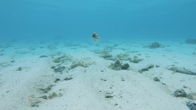 swimming breath holding underwater following a Triggerfish in shallow calm lagoon of turquoise blue water with white sandy seabed during daytime in Aroa Rarotonga Cook Islands in Pacific