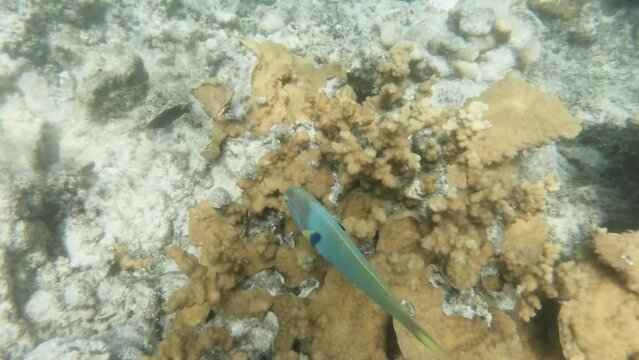 underwater scene of close up of Lime Green Wrasse swims hides over across Acropora listen  in AROA lagoon Rarotonga Cook Islands during good weather sunshine day with white sandy sea bed in turquoise