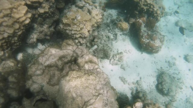 top of bottom snorkeling view to varies corals giant coral Pontes lobata Acropora Loripes in AROA Rarotonga Cook Islands during good weather sunshine day in turquoise ocean sea water lagoon at pacific