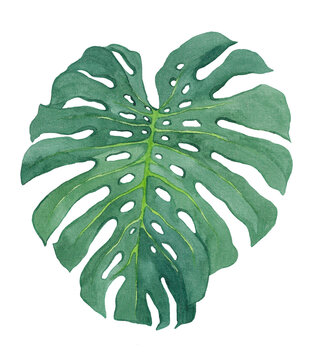 Watercolor monstera leaf isolated on white background. Hand drawn illustration for design and decoration