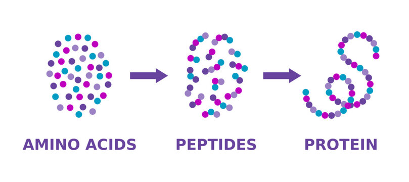 Protein structure. Amino acids, peptides, protein. Proteins formation model. Scientific diagram. Proteins molecule synthesis. Molecule made of long chains of polypeptides. Vector illustration. 