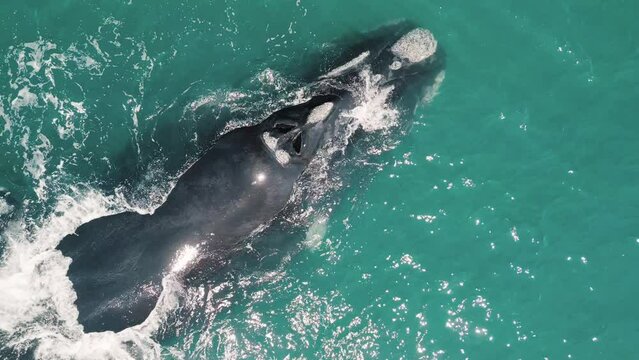 The southern right whales, Eubalaena australis. Mother and calf of the Right Whales swim near Brazilian shore near the town of Imbituba