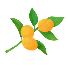 金柑のイラスト