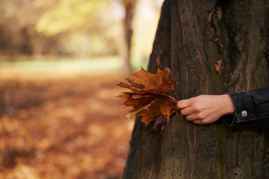 Cropped image of woman holding maple leaf by tree trunk at park