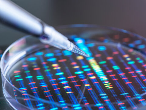 Pipettingof DNA sample inPetridish