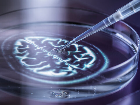 Pipetting DNA sample from petri dish