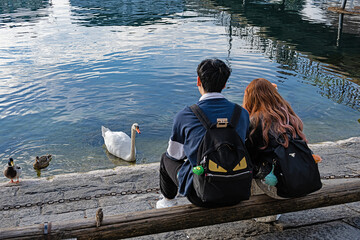 Bettelnder Schwan am Reussufer, Luzern, Schweiz