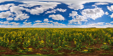 360 by 180 seamless degree full spherical panorama of summer day blossoming yellow rapeseed colza field in equirectangular projection - obrazy, fototapety, plakaty