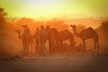 Fototapeta na wymiar India / Pushkar Camel Fair 