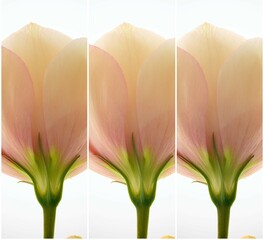 eustoma flower vintage photo triptych