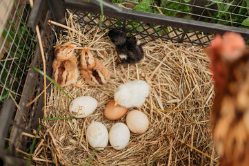 Chicken and chicks with eggs on hay in crate