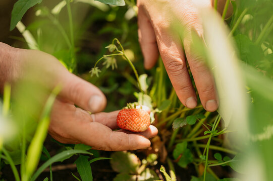 Hands of farmer examining strawberry at farm