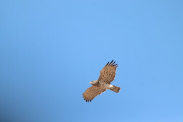 osprey in flight