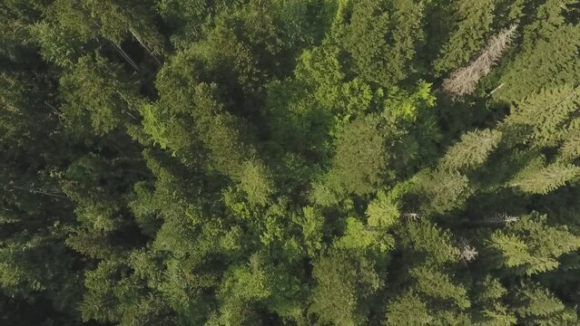 nature of ukraine, carpathian mountains, drone video filming ukraine, cities of ukraine