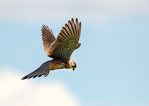 Common kestrel (Falco tinnunculus) in flight