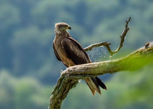 Red kite (Milvus milvus) perching on branch