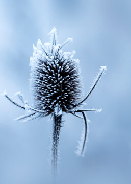 Head of frost covered teasel in winter