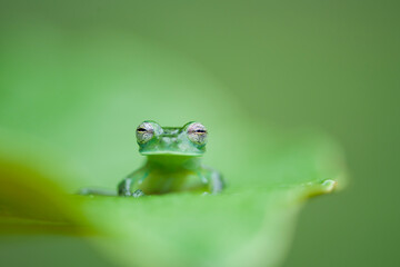 Pretty green glass frog on a green leaf