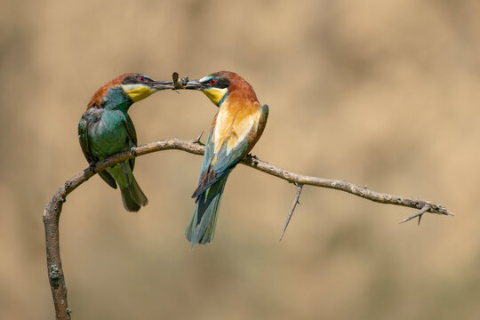 Couple of european bea eaters transfer food during the mating season