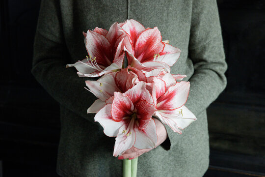 Midsection of woman holding bunch of blooming amaryllis flowers
