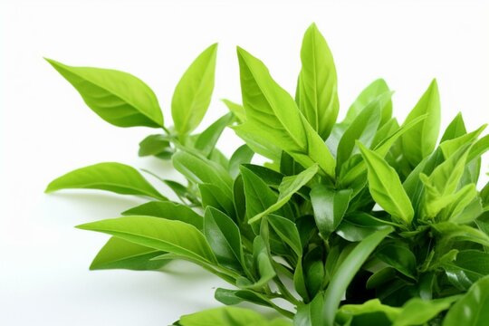 Close-up of green tea plants on white background. Generative AI